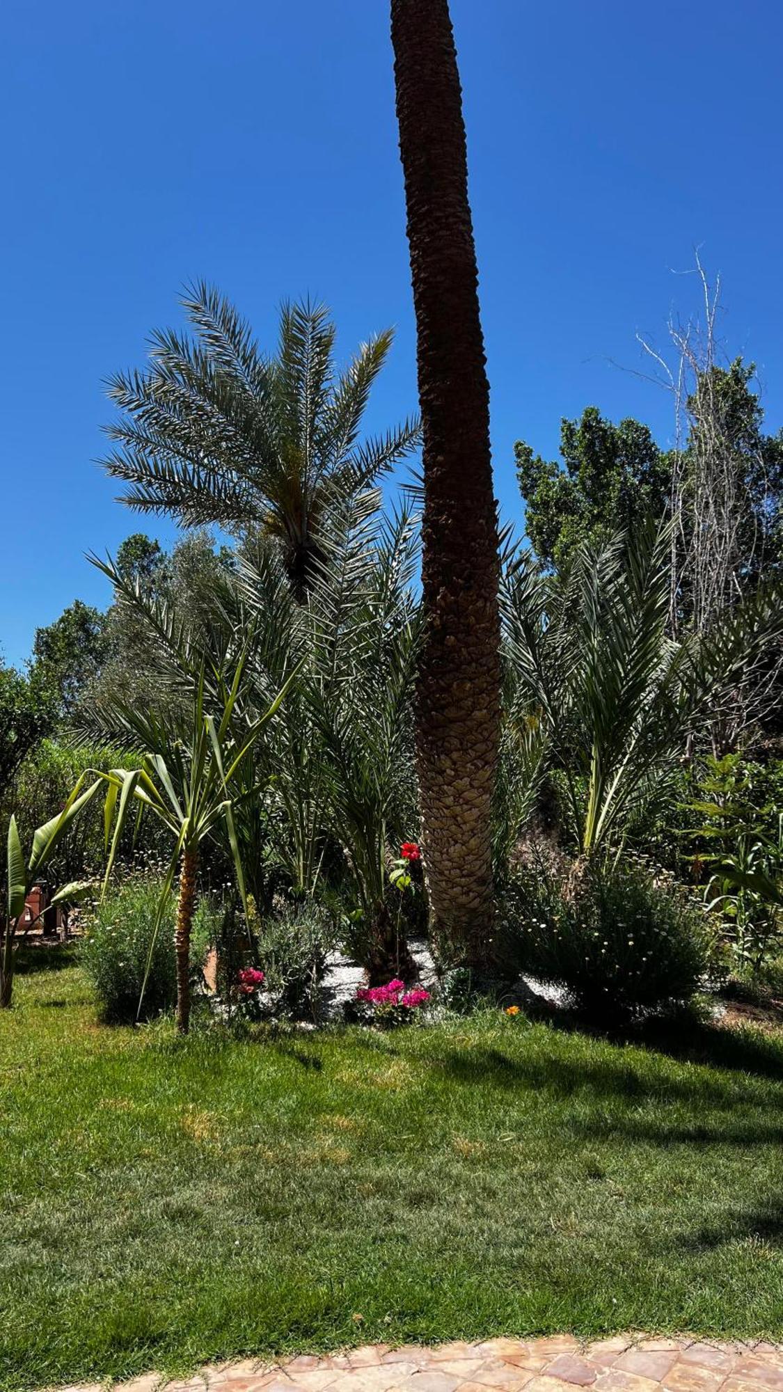 Tres Joli A La Palmeraie Coup De Coeur *